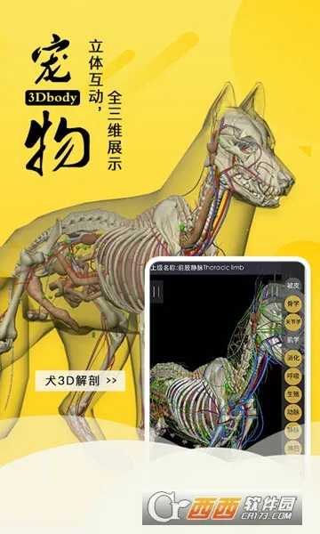 3dbody��������