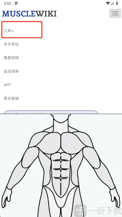 Muscle Wiki
