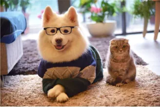 ��ɭ��԰��׿���ֻ���