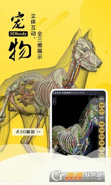 3dbody��������